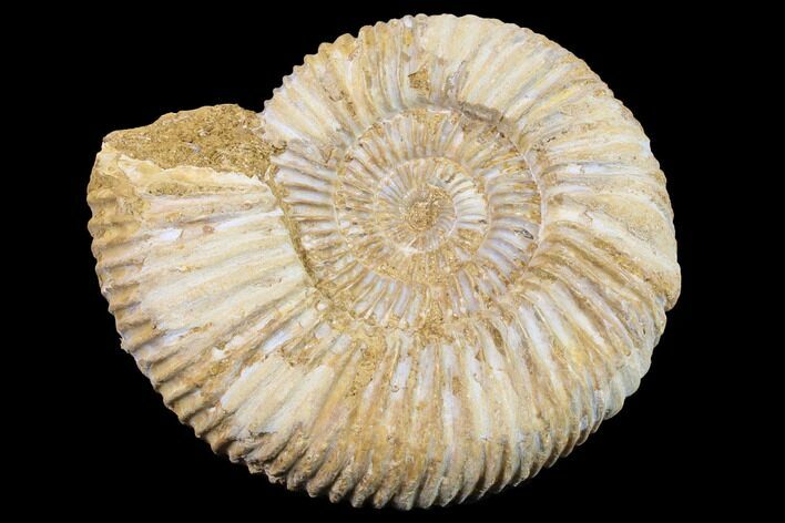 Jurassic Ammonite (Perisphinctes) Fossil - Madagascar #152791